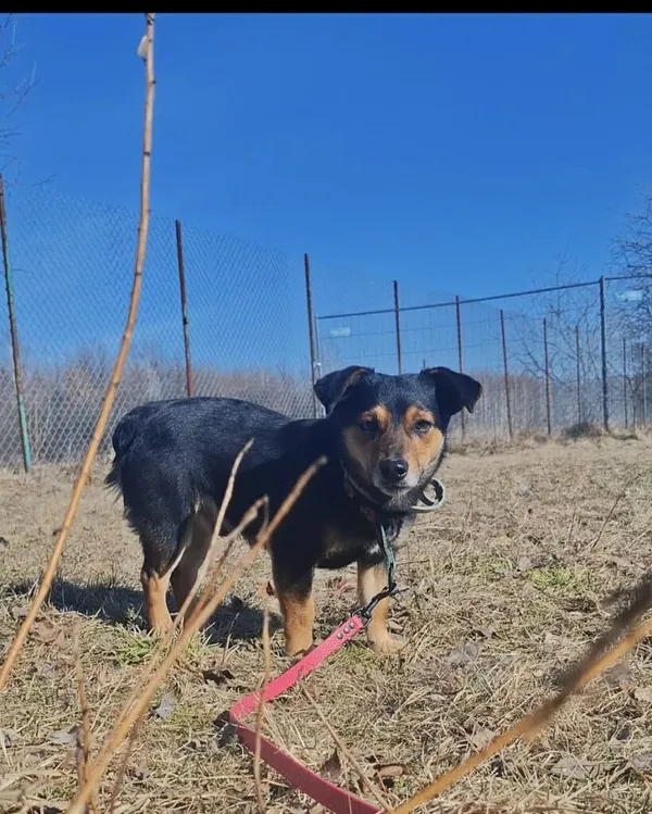 Pies do adopcji, Korabiewice, 5 lutego 2026 (3/3)