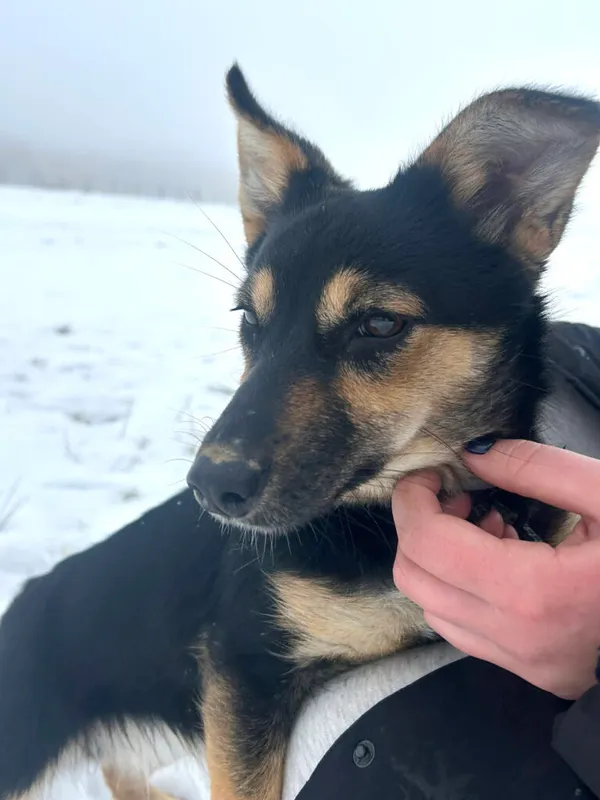 Pies do adopcji, Korabiewice, 5 lutego 2026 (3/3)