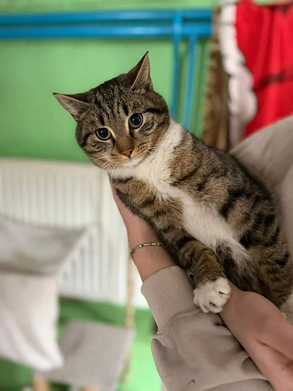 Kot do adopcji, Głowno, 5 lutego 2026 (5/5)