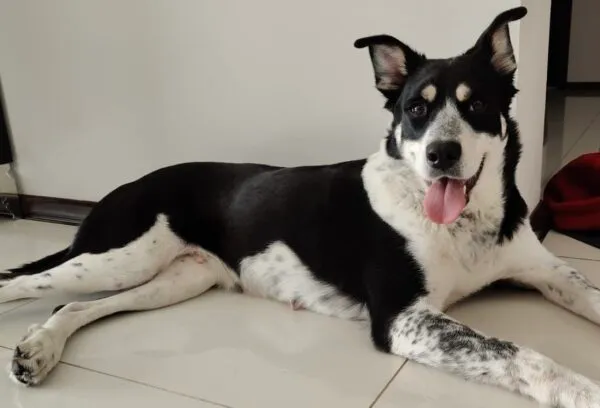 Pies do adopcji, Głowno, 5 lutego 2026 (2/4)