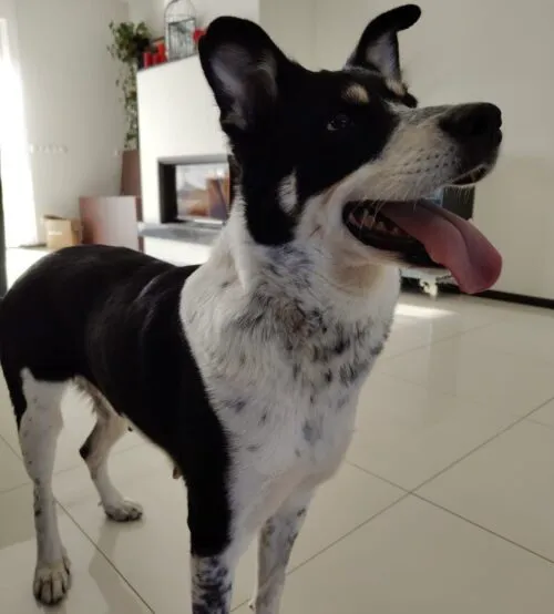 Pies do adopcji, Głowno, 5 lutego 2026 (3/4)