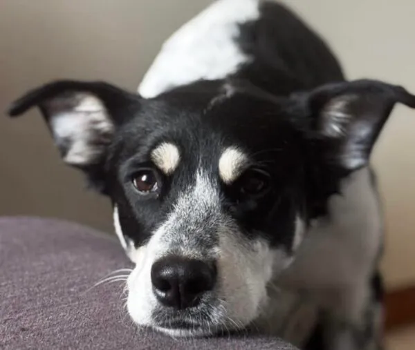 Pies do adopcji, Głowno, 5 lutego 2026 (4/4)