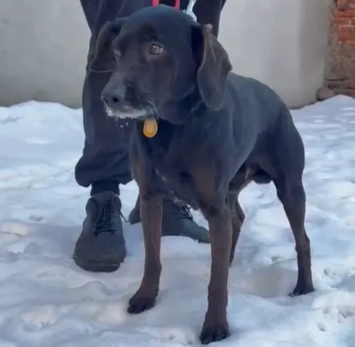 Pies do adopcji, Głowno, 5 lutego 2026 (4/5)