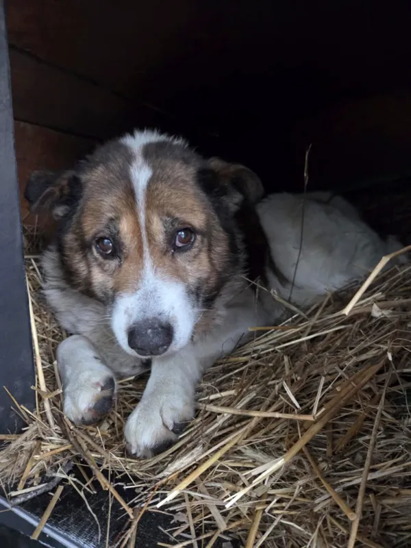 Pies do adopcji, Zgierz, 5 lutego 2026 (1/4)