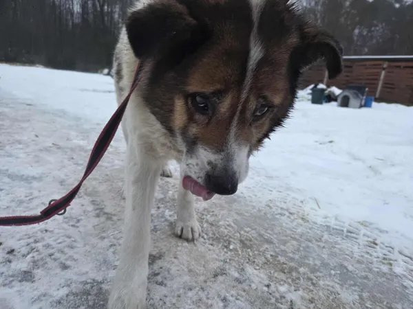 Pies do adopcji, Zgierz, 5 lutego 2026 (4/4)