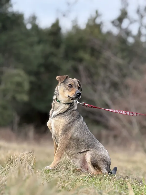 Pies do adopcji, Pieczyska, 6 lutego 2026 (3/5)