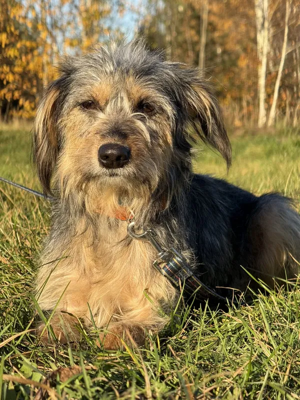 Pies do adopcji, Pieczyska, 6 lutego 2026 (5/5)