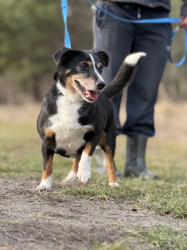Pies do adopcji, Pieczyska, 6 lutego 2026 (3/5)