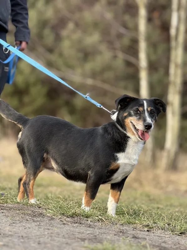 Pies do adopcji, Pieczyska, 6 lutego 2026 (4/5)