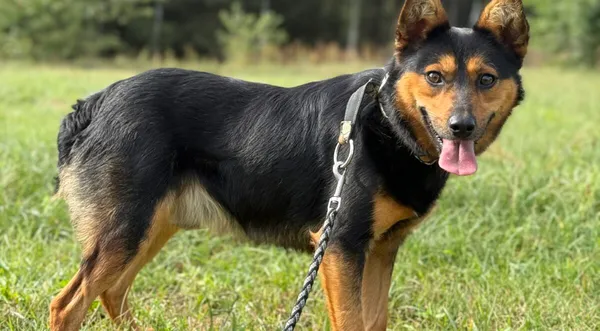 Pies do adopcji, Pieczyska, 6 lutego 2026 (1/5)