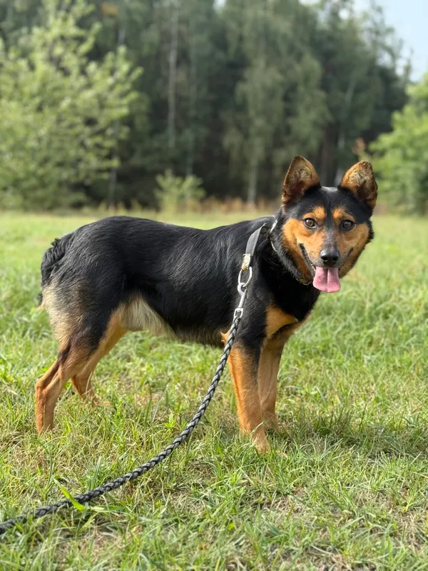 Pies do adopcji, Pieczyska, 6 lutego 2026 (3/5)