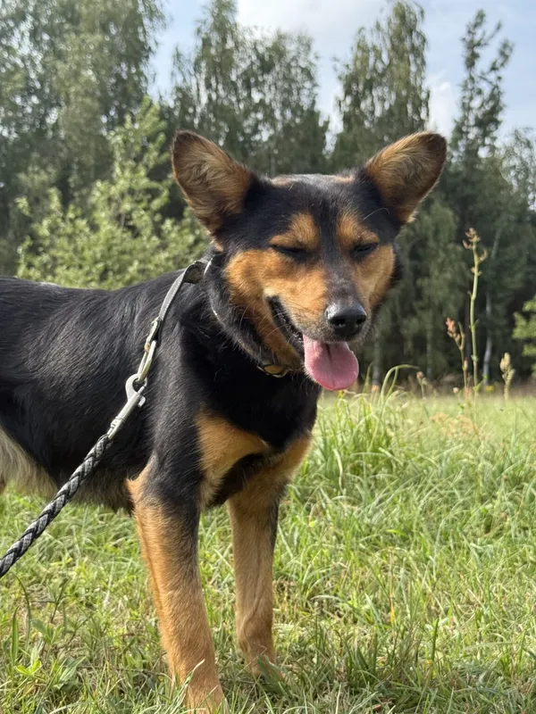 Pies do adopcji, Pieczyska, 6 lutego 2026 (5/5)