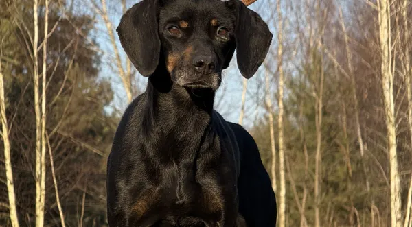 Pies do adopcji, Pieczyska, 6 lutego 2026 (1/3)