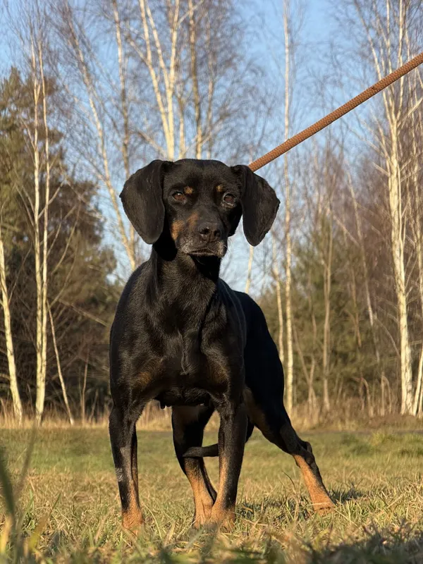 Pies do adopcji, Pieczyska, 6 lutego 2026 (2/3)