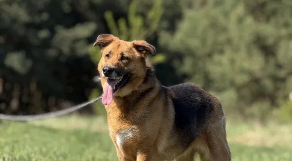 Pies do adopcji, Pieczyska, 5 lutego 2026 (1/5)