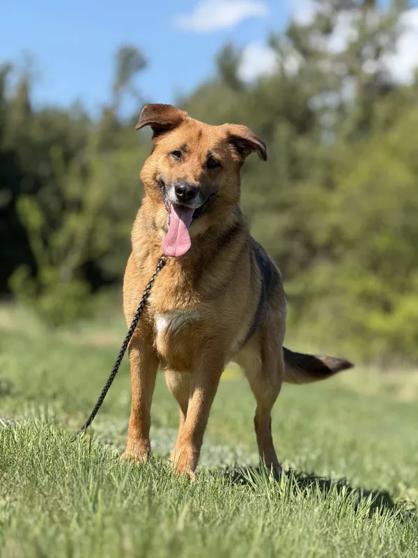 Pies do adopcji, Pieczyska, 5 lutego 2026 (2/5)