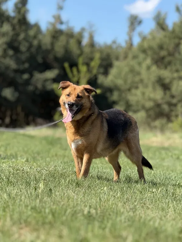 Pies do adopcji, Pieczyska, 5 lutego 2026 (3/5)