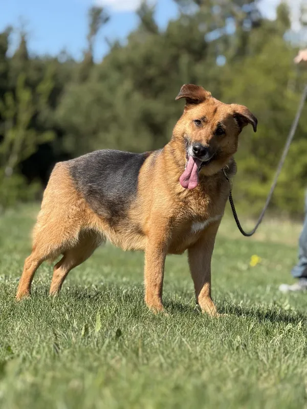 Pies do adopcji, Pieczyska, 5 lutego 2026 (4/5)