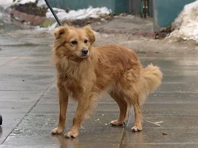 Pies do adopcji, Pabianice, 5 lutego 2026 (1/5)