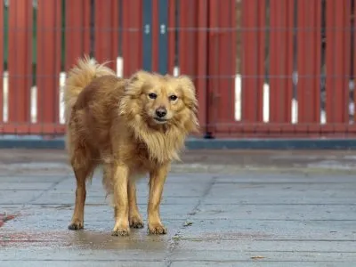 Pies do adopcji, Pabianice, 5 lutego 2026 (2/5)