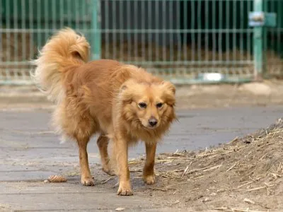 Pies do adopcji, Pabianice, 5 lutego 2026 (4/5)