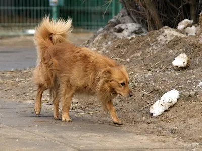 Pies do adopcji, Pabianice, 5 lutego 2026 (5/5)