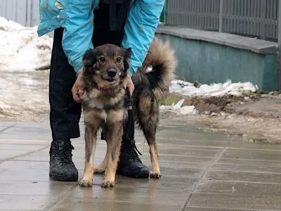 Pies do adopcji, Pabianice, 21 stycznia 2026 (1/3)