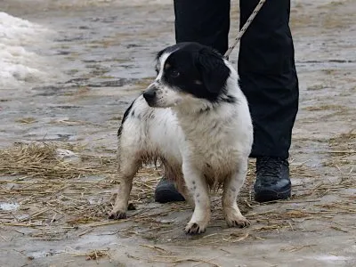 Pies do adopcji, Pabianice, 22 grudnia 2025 (1/3)
