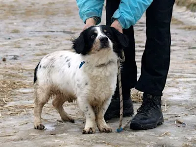 Pies do adopcji, Pabianice, 22 grudnia 2025 (3/3)