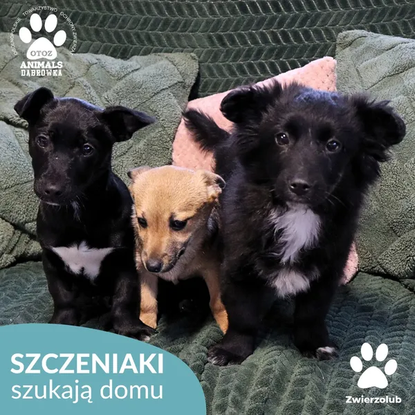 Pies do adopcji, Dąbrówka, 6 lutego 2026 (1/4)