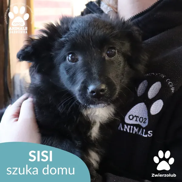 Pies do adopcji, Dąbrówka, 6 lutego 2026 (2/4)