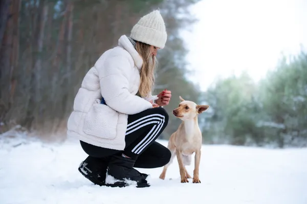 Pies do adopcji, Nowodwór, 3 lutego 2026 (1/5)