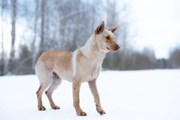 Pies do adopcji, Nowodwór, 3 lutego 2026 (2/5)