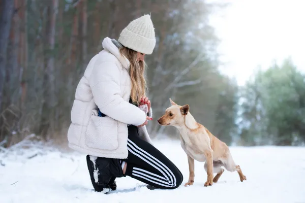 Pies do adopcji, Nowodwór, 3 lutego 2026 (3/5)