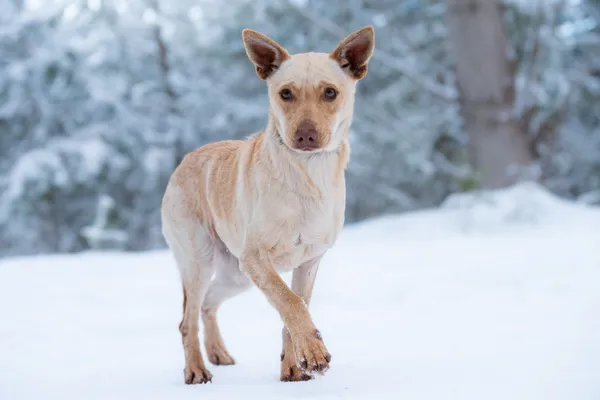 Pies do adopcji, Nowodwór, 3 lutego 2026 (4/5)