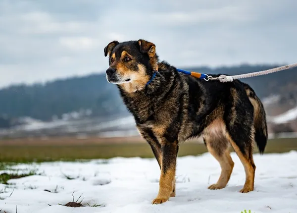 Znaleziono psa, Racławice, 3 lutego 2026 (1/5)