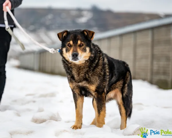 Znaleziono psa, Racławice, 3 lutego 2026 (3/5)