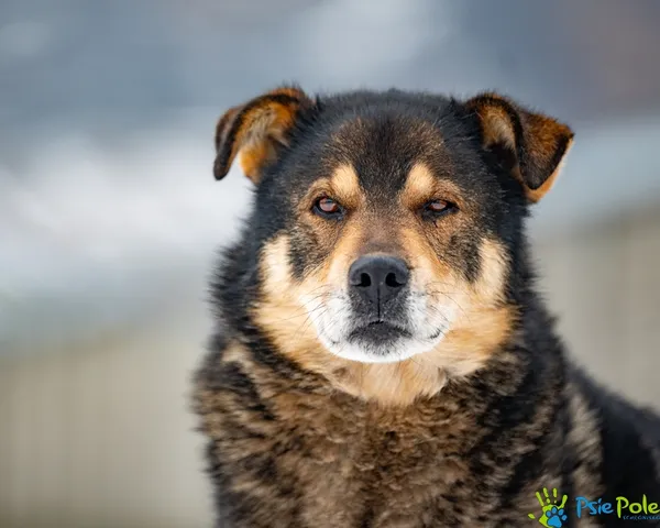 Znaleziono psa, Racławice, 3 lutego 2026 (4/5)