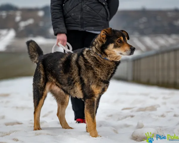 Znaleziono psa, Racławice, 3 lutego 2026 (5/5)