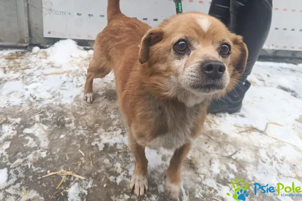 Znaleziono psa, Racławice, 3 lutego 2026 (2/3)