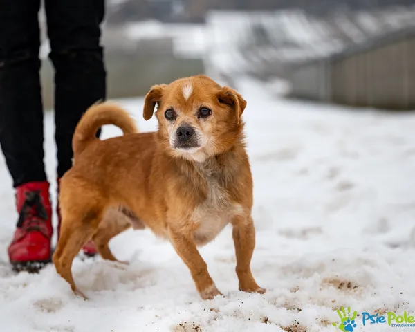 Znaleziono psa, Racławice, 3 lutego 2026 (2/5)