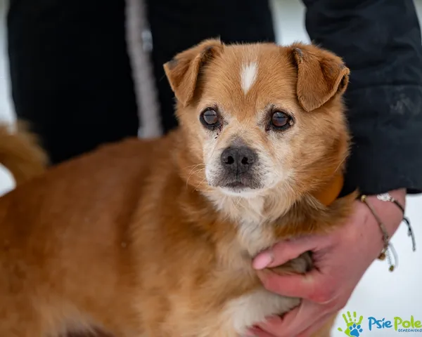 Znaleziono psa, Racławice, 3 lutego 2026 (5/5)