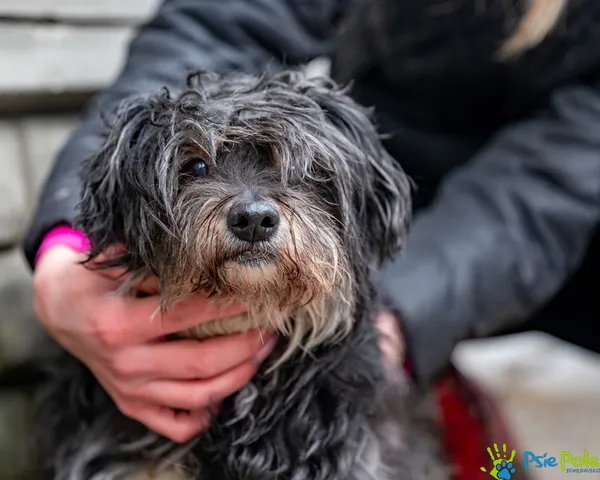 Znaleziono psa, Racławice, 2 lutego 2026 (1/5)