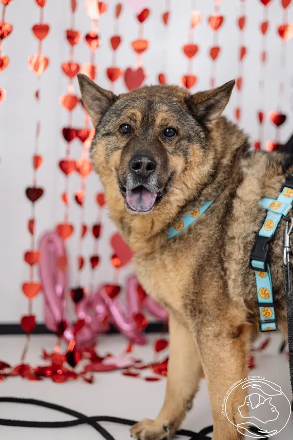 Pies do adopcji, Chełmek, 13 lipca 2023