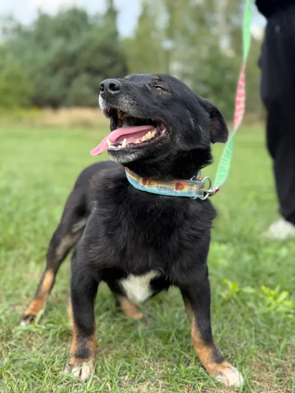 Pies do adopcji, Pieczyska, 6 lutego 2026 (2/5)