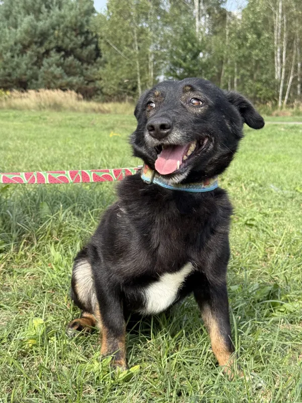 Pies do adopcji, Pieczyska, 6 lutego 2026 (3/5)