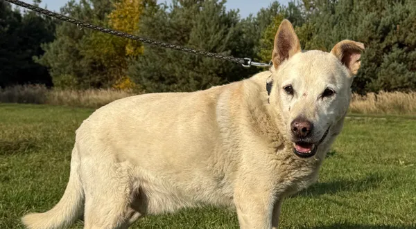 Pies do adopcji, Pieczyska, 6 lutego 2026 (1/5)