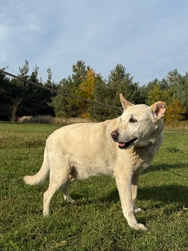 Pies do adopcji, Pieczyska, 6 lutego 2026 (4/5)