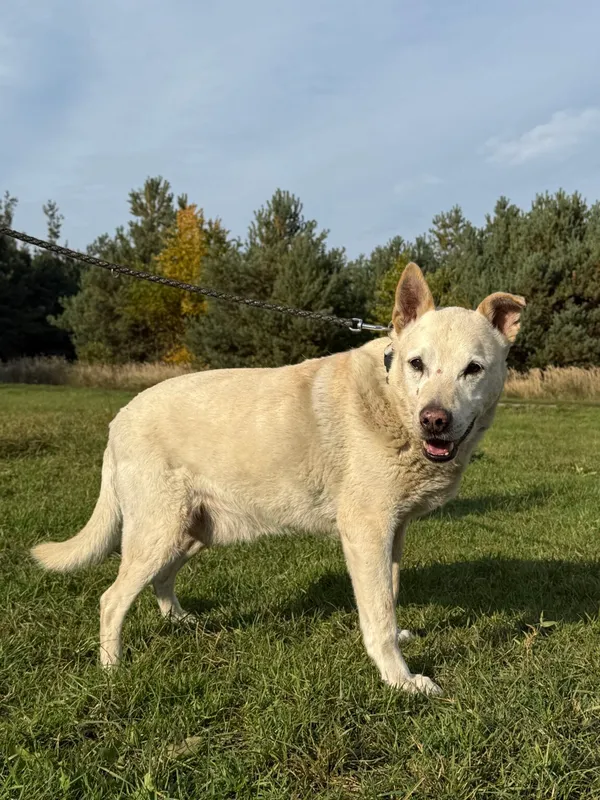 Pies do adopcji, Pieczyska, 6 lutego 2026 (5/5)