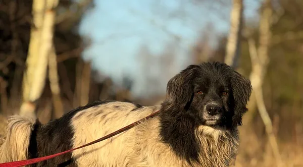 Pies do adopcji, Pieczyska, 6 lutego 2026 (1/5)